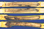 Stalk rot initiated from European corn borer tunnels. 