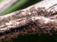 Figure 3.  Later in the season, the mycelium darkens and numerous sexual fruiting bodies appear.  (Courtesy S. Marine).