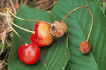 Figure 4. Rot, sporulation, and mummified cherry fruit. (Courtesy D.F. Ritchie)
