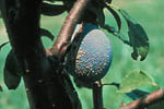 Figure 5. Brown rot fungus sporulating on “Stanley” prune plum. (Courtesy D.F. Ritchie) 