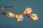Figure 7. Non-showy peach blossoms with highly susceptible anthers and pistils. (CourtesyD.F. Ritchie) 