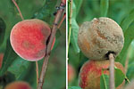 Figure 11. Rot symptoms prior to fungus sporulating (left) and fruit with abundant sporulation (right). (Courtesy D.F. Ritchie)