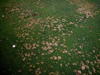 Figure 4. Individual dollar spots on a creeping bentgrass (Agrostis palustris) golf green. Notice the size difference in individual spots and the beginning of some coalescing dollar spots on the right hand size of the photo. (Courtesy P. Vincelli) 