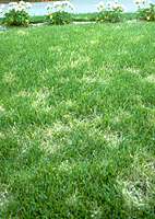 Figure 9. Individual dollar spots are less distinct on turf that is mowed at heights > 2.5 cm) (> 1 inch) as on this Kentucky bluegrass (Poa pratensis) lawn. (Courtesy P. Vincelli) 