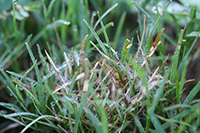 Figure 13. Aerial mycelium associated with dollar spot in bermudagrass (Cynodon dactylon). Mycelium can often be observed in the morning when leaves are wet from dew, rain or irrigation. (Courtesy L.L. Burpee)
