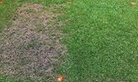 Figure 17. Dollar spot on Kentucky bluegrass (Poa pratensis) lawn. Note the grass that received fungicide treatment (right) (Courtesy F.T. Bennett) 