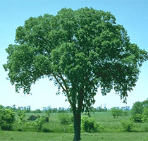 Figure 2. An American elm with the typical "vase" shape. (Courtesy R.J. Stipes)