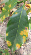  Figure 6. Coffee rust lesions often concentrate on the margins and tips of leaves. (Used by permission from H.D. Thurston)