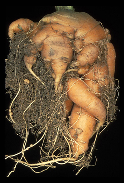Figure 7. Carrot infected with Meloidogyne (the root-knot nematode) 