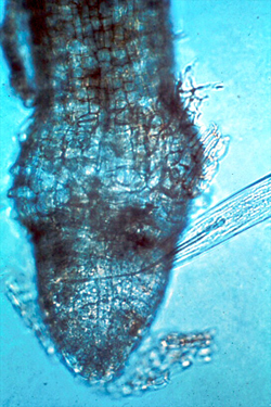 Figure 10. Xiphinema feeding on a fig root. (Courtesy U. Wyss, used by permission of the Society of Nematologists).
