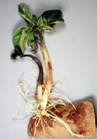 Figure 21. Transmission of Phytophthora infestans from an infected seed tuber to the sprout. (Courtesy D. Inglis, copyright-free)