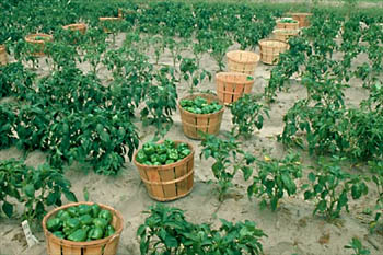Defoliation and reduced fruit yield from bacterial spot (background).(Courtesy D.F. Ritchie)