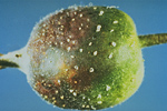 Figure 7. Apple fruit with fire blight showing signs of bacterial ooze (Courtesy NYSAES)
