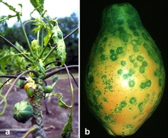 Figure 1.  Symptoms of PRSV. (a) affected papaya tree and (b) ringspot on papaya fruit.  (Courtesy of S. Ferreira, copyright-free)