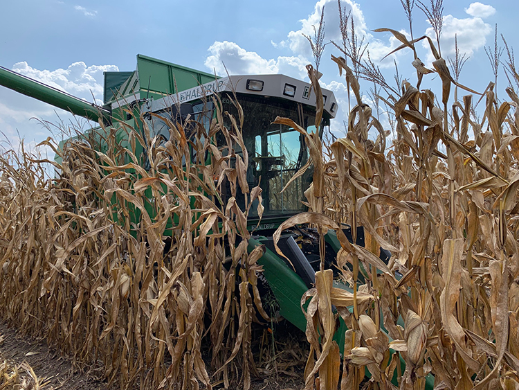 Corn farmers can apply a fungicide just once to protect against foliar ...