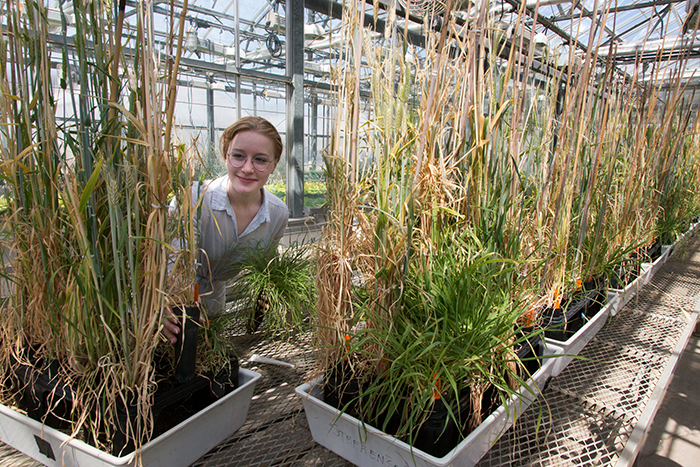 _ Eva_with wild barley populations700.jpg