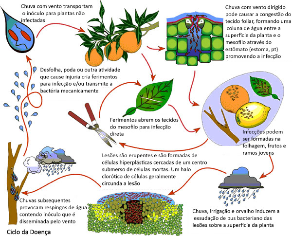 Disease Cycle