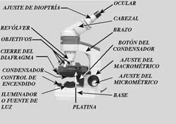 Figura 1.  Partes de un Microscopio Compuesto