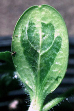 Sintomas encharcados de mancha aquosa em cotilédones de plântulas de melancia. 