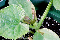 Sintomas encharcados de mancha aquosa sobre cotilédones de plântulas de melão cantaloupe. 