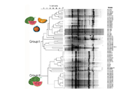 Sequências extragênicas palindrômicas repetitivas (REP)-PCR DNA fingerprinting de estirpes de Acidovorax avenae subsp. citrulli 