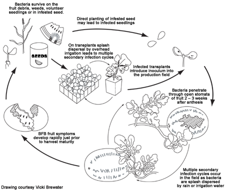 Disease Cycle