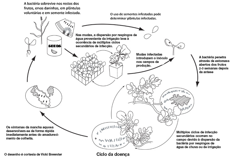 Ciclo da doença