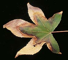 Figure 4d. sweet gum (Liquidambar stryraciflua) (Courtesy J.R. Hartman).