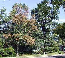 Figure 10. Within plantings, incidence of bacterial leaf scorch usually appears randomly; trees neighboring severely affected tr