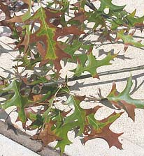 Figure 11. Bacterial leaf scorch of pin oak (Quercus palustris). Leaf symptoms in pin oak are not as striking as those evident i