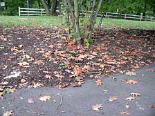 Figure 12. Premature leaf drop of infected oak is common. (Courtesy A.B. Gould)