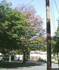 Figure 13. A thinning silhouette is a characteristic common to many trees affected by bacterial leaf scorch. (Courtesy A.B. Goul