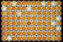 Figure 14. A microtiter plate used to test plant samples for Xylella fastidiosa using enzyme-linked immunosorbent assay (ELISA).