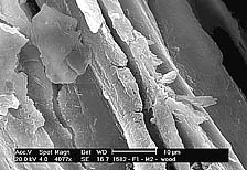 Figure 20a. Biofilm of Xylella fastidiosa on Chard2 medium. (Used by permission of L. Marques; Leite et al., Phytopathology 95:9