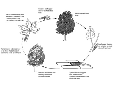 Disease Cycle