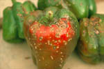 Figure 3. Bacterial spot lesions on pepper fruit and the peduncle. (Courtesy D.F. Ritchie)