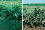 Figure 7. Green foliage on healthy tomato plants (left) compared with scorched-appearing foliage on severely diseased plants (ri