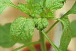 Figure 8. Yellow-green lesions on young pepper leaves. (Courtesy D.F. Ritchie)