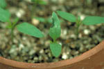 Figure 15. Lesions on cotyledon of emerging pepper leaf. (Courtesy D.F. Ritchie)