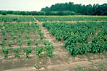 Figure 19. Pepper plants susceptible (left) and resistant (right) to host-genotype-specific strains (races) of the pathogen. (Co