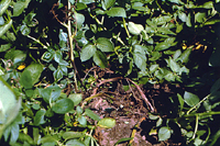 Figure 4. Aerial stem rot of potato with symptoms similar to blackleg but with a lighter brown discoloration of stem tissue, and