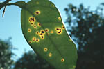 Figura 5. Canker lesions on ‘Valencia’ orange showing chlorotic halo. (Courtesy T.R. Gottwald, copyright-free)