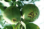 Figura 7. Fruit lesions on ‘pineapple’ orange fruit. (Courtesy T.R. Gottwald, copyright-free)