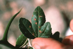 Figura 16. Lesions on ‘Flying Dragon’ trifoliate orange. (Courtesy J.H. Graham)