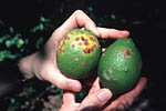 Figura 17. Fruit lesions on lemons from Argentina. (Courtesy J.H. Graham)