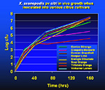 Figura 22. Graph demonstrating growth of bacteria in lesions of various citrus cultivars. (Courtesy T.R. Gottwald, copyright-free)