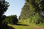 Figura 33. Cane grass and silk oak windbreaks surrounding citrus plantings in Parana state, Brazil. (Courtesy T.R. Gottwald, copyright-free)