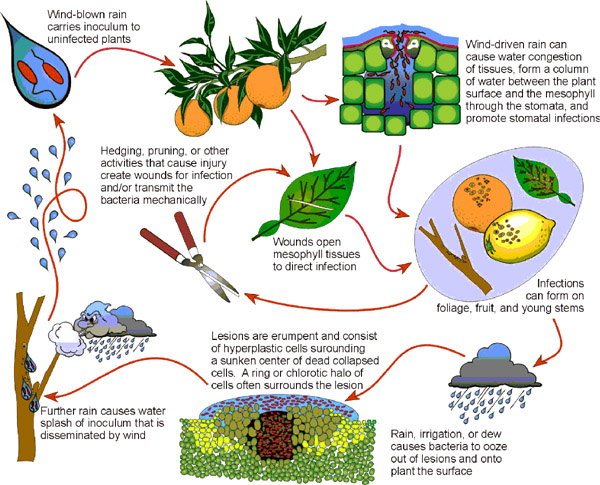 Disease Cycle