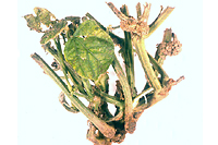 Figure 3. Crown gall (arrows) on common bean plant (Phaseolus vulgaris cv. Pinto) (Courtesy C. Kado)