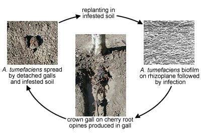 Disease cycle of crown gall caused by Agrobacterium tumefaciens (Courtesy C. Kado).